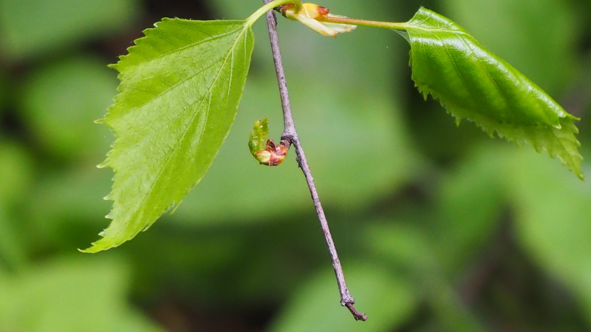  a close up photograph of a birch twig with unfurling leaves
