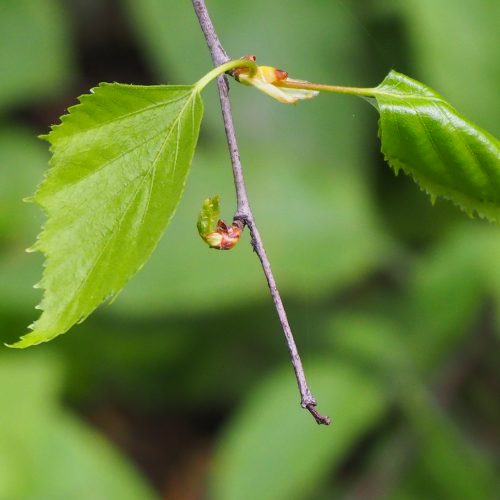 FULLY BOOKED Identifying native trees