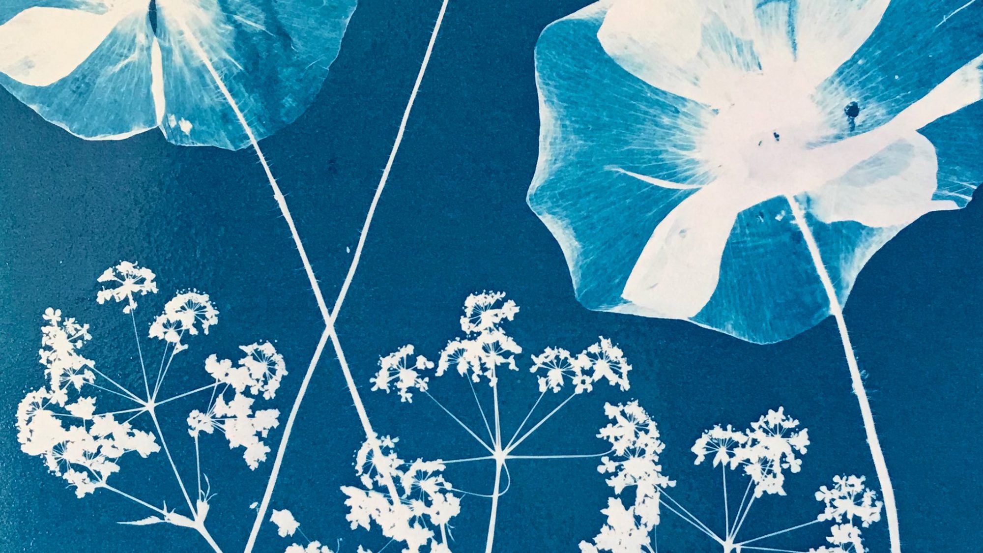 a cyanotype of poppies and cow parsley