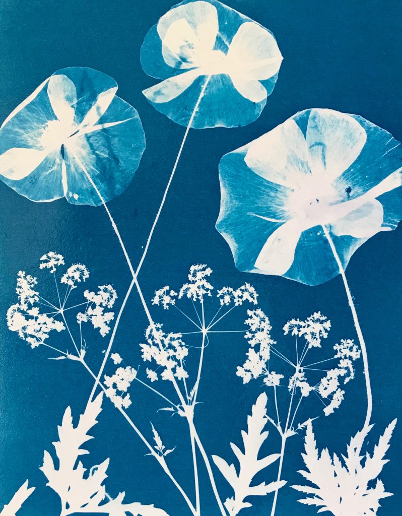a cyanotype of poppies and cow parsley