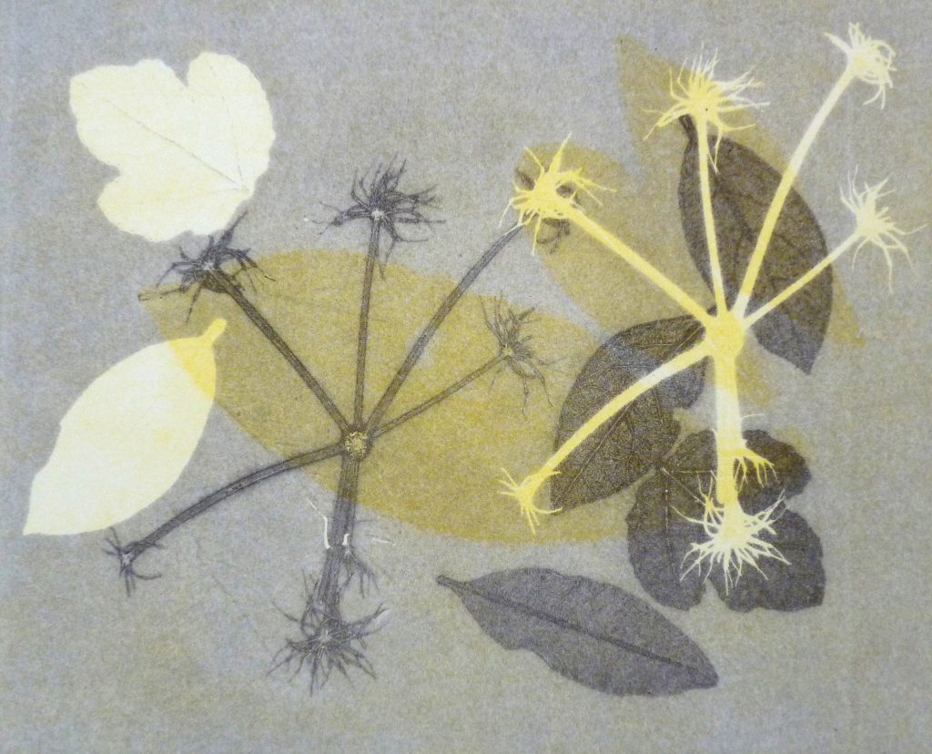 a monoprint image of leaves and seedheads