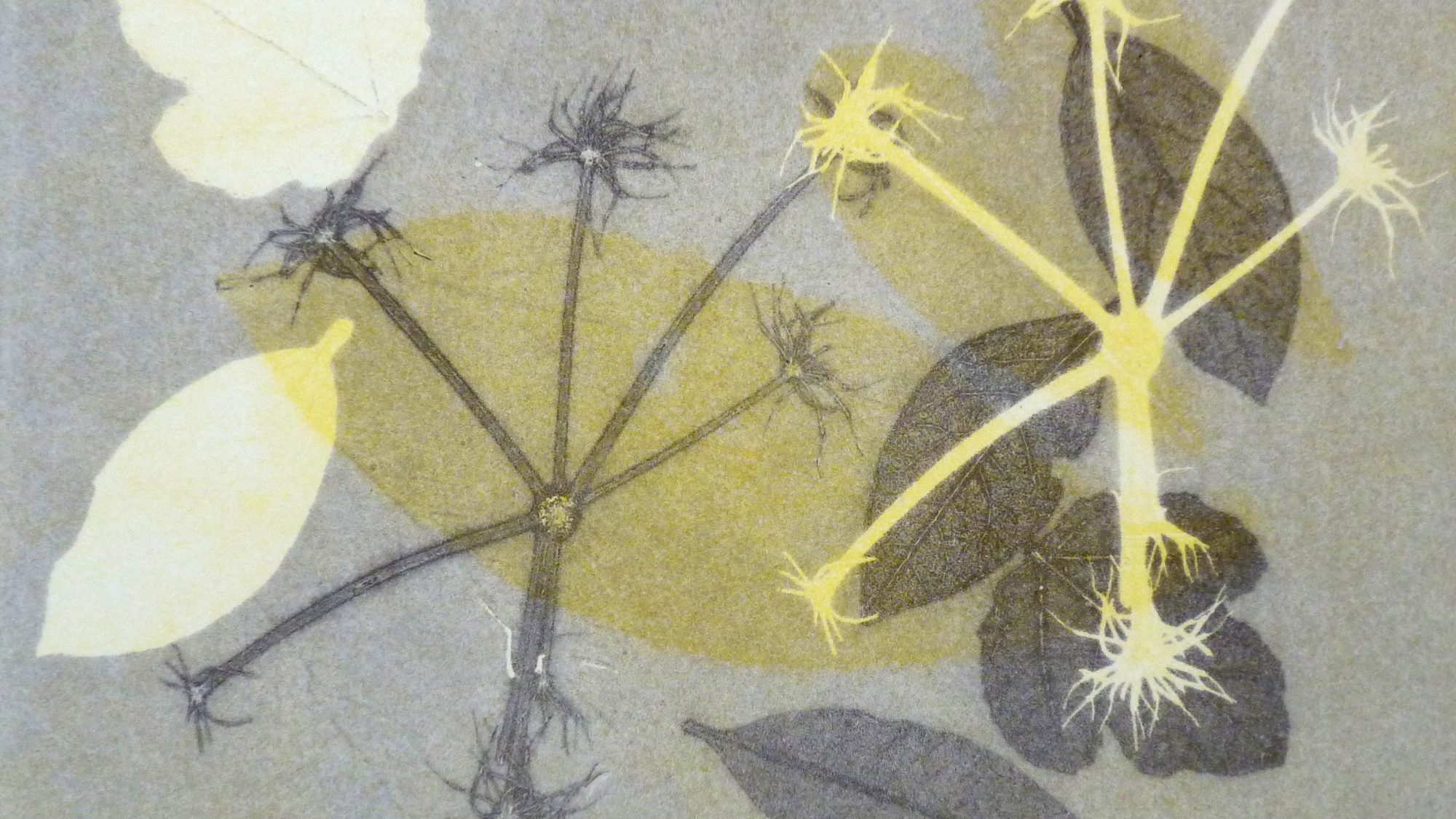 a monoprint image of leaves and seedheads