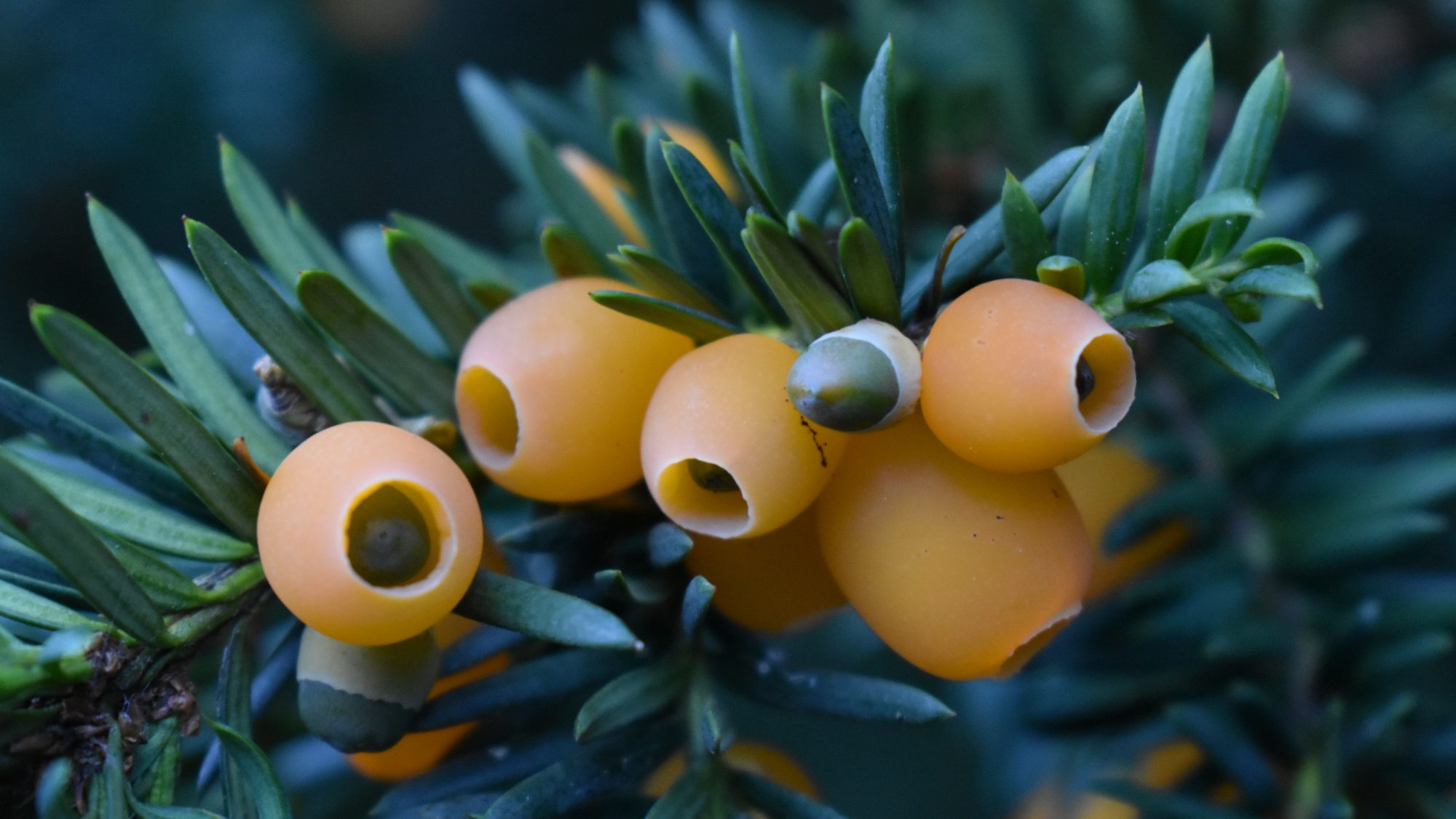Taxus baccata 'Lutea' 