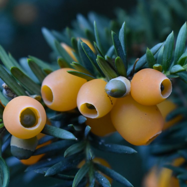 Taxus baccata ‘Lutea’