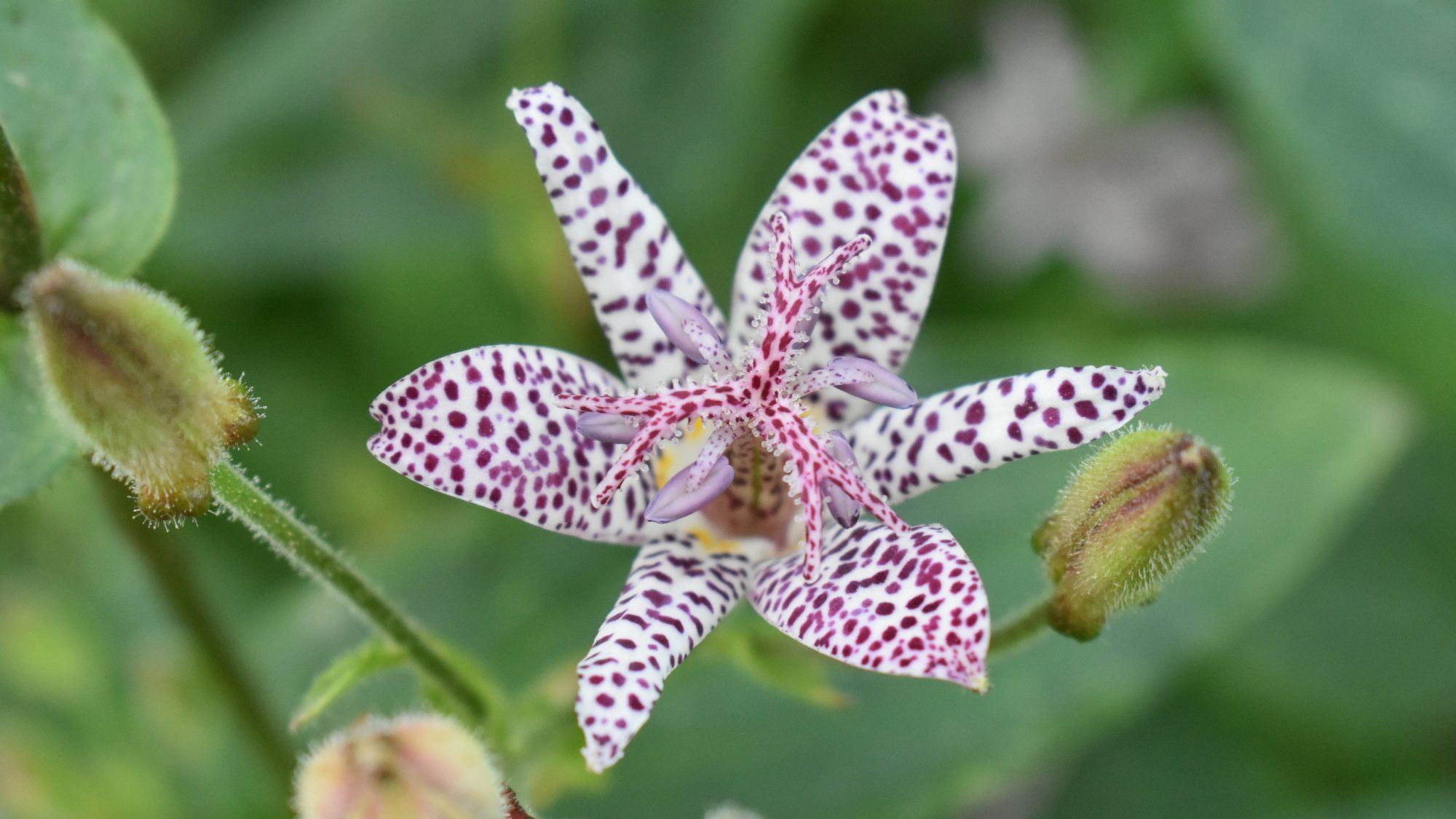 White, star-shaped flower with purple speckles.