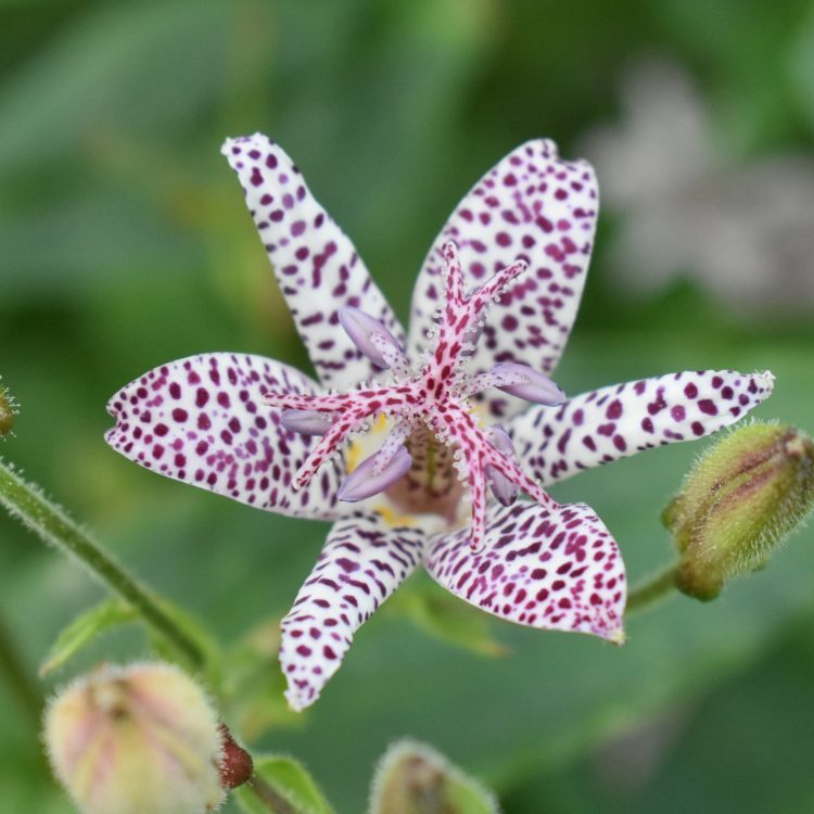 Tricyrtis formosana