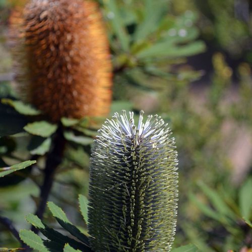 Banksia spp.