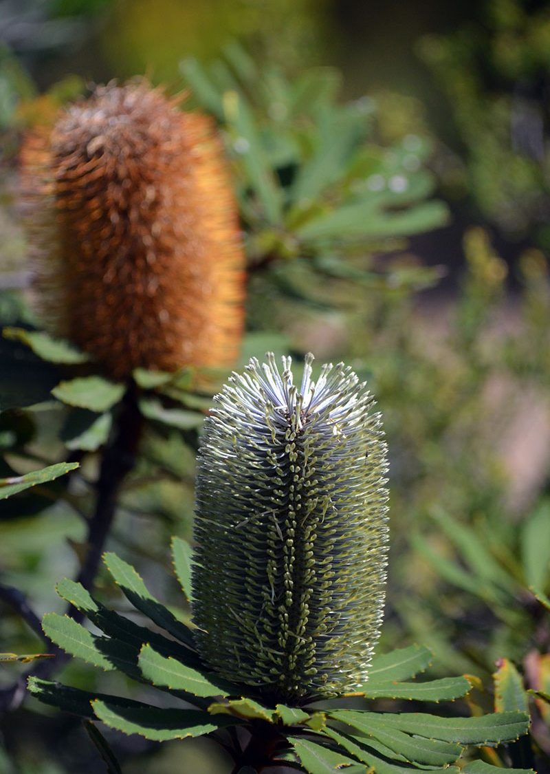 Silver and brown flowers in the shape of cones grow with spikey green leaves at their base.