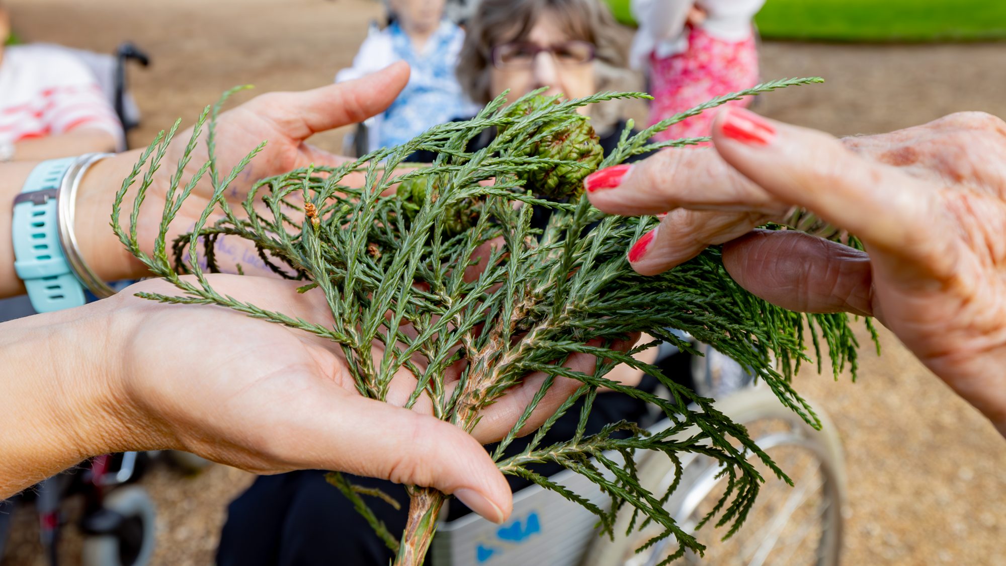 A close up of a pair of hands holding a cutting from a sequoia tree while someone else feels the fronds