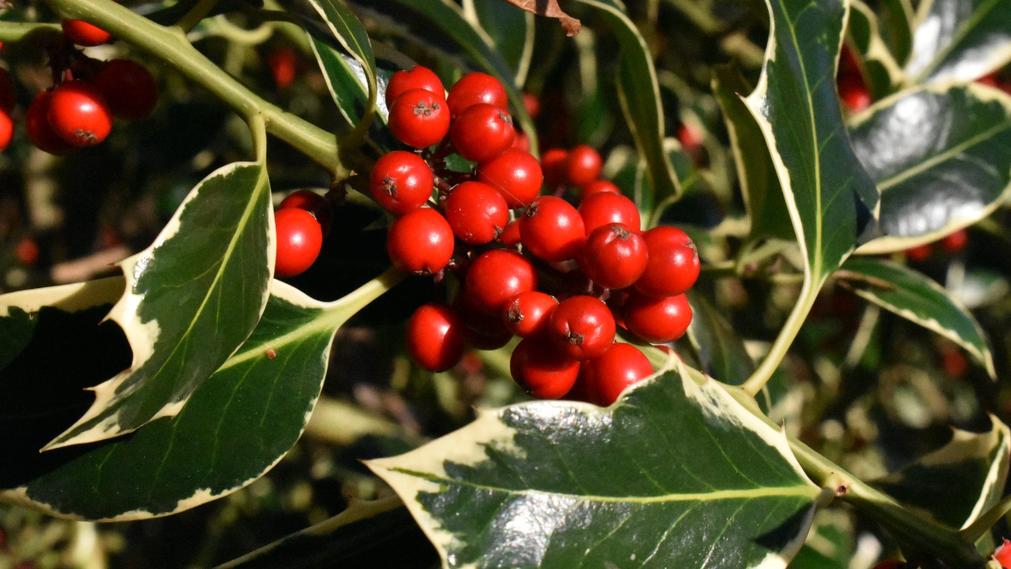 Ilex aquifolium 'Argentea Marginata'