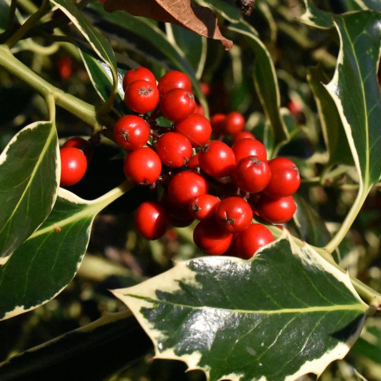 Ilex aquifolium ‘Argentea Marginata’