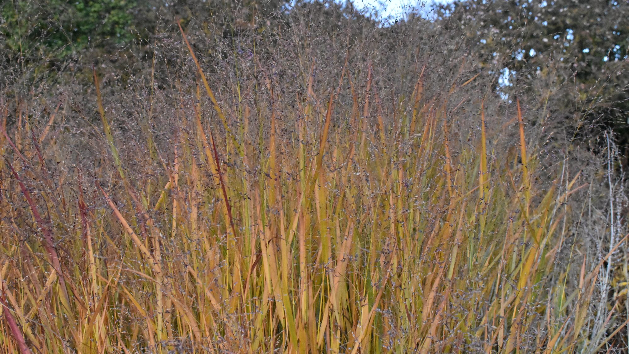 Panicum virgatum 'Shenandoah'