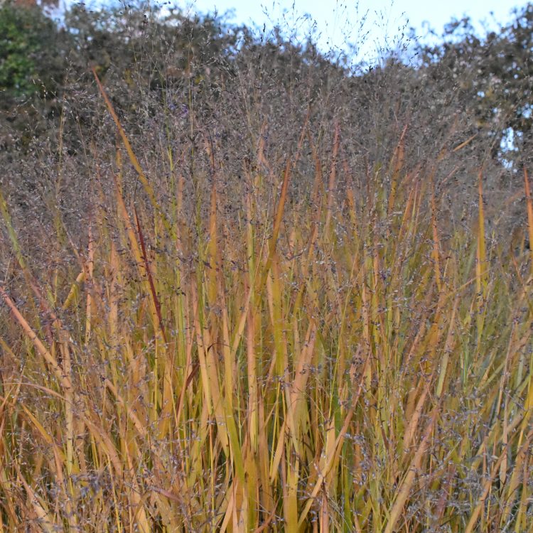 Panicum virgatum ‘Shenandoah’