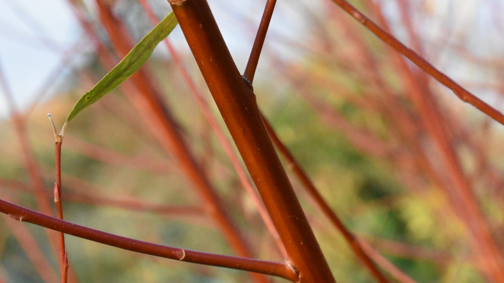Salix x fragilis f. vitellina 'Britzensis'