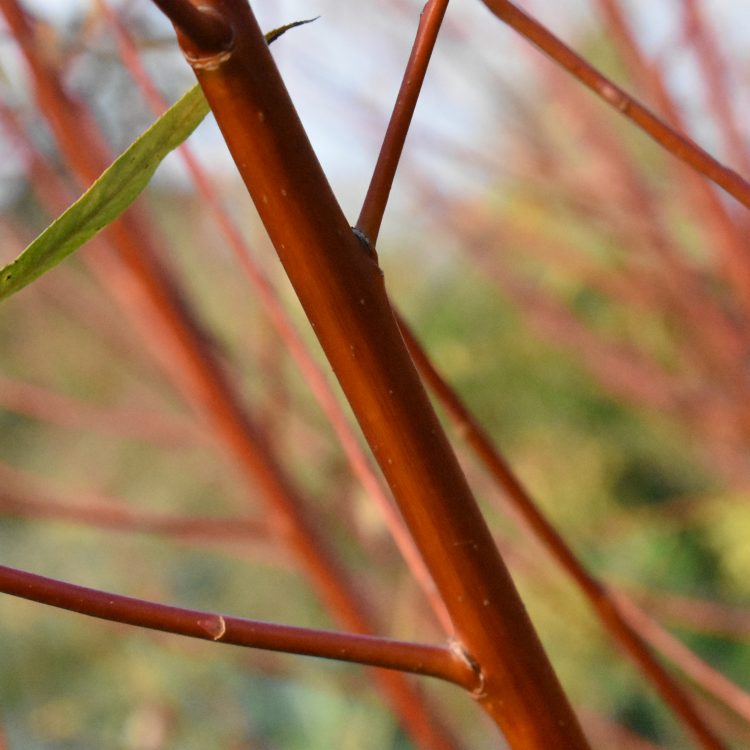 Salix x fragilis f. vitellina ‘Britzensis’
