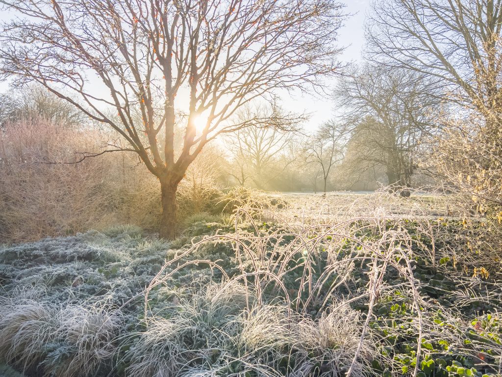 Bare winter trees covered in frost in low sunlight
