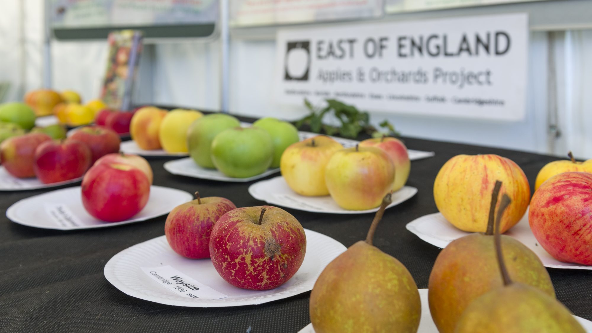 A table with different apples on paper plates.