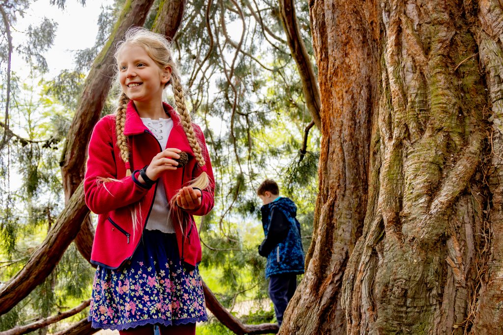 Child shaking seeds from a Giant redwood cone