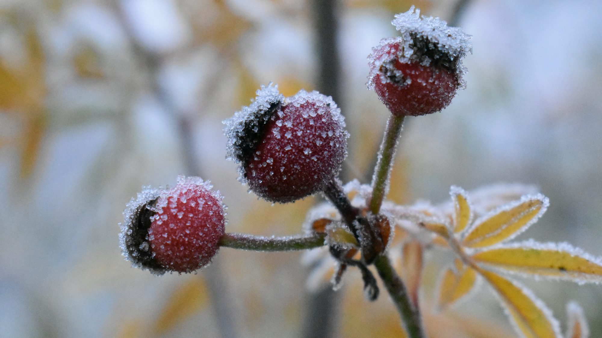 Rosa foliolosa