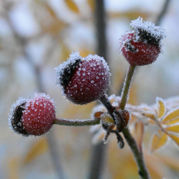Rosa foliolosa
