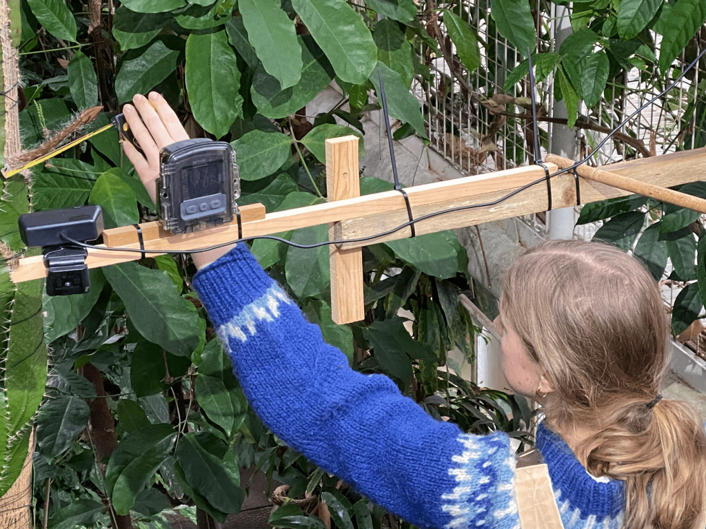 A woman with blonde hair and in a blue jumper holds a measuring tape up to a stem from a tropical tree. She is reaching behind a camera set up facing towards the stem.