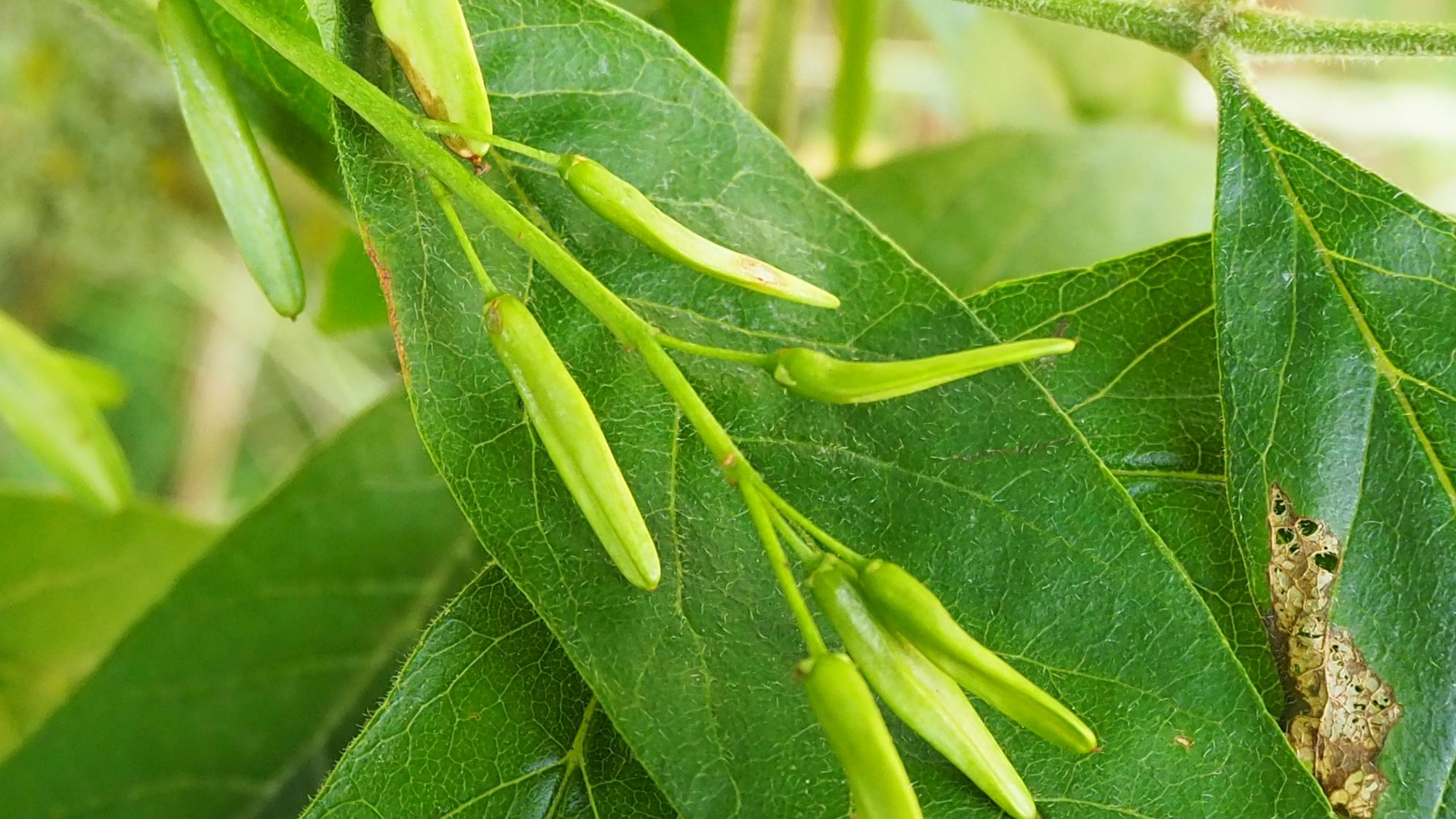 Light green seed pods and leaves of the Green ash tree.