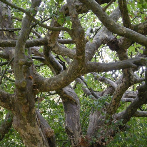 Parrotia persica