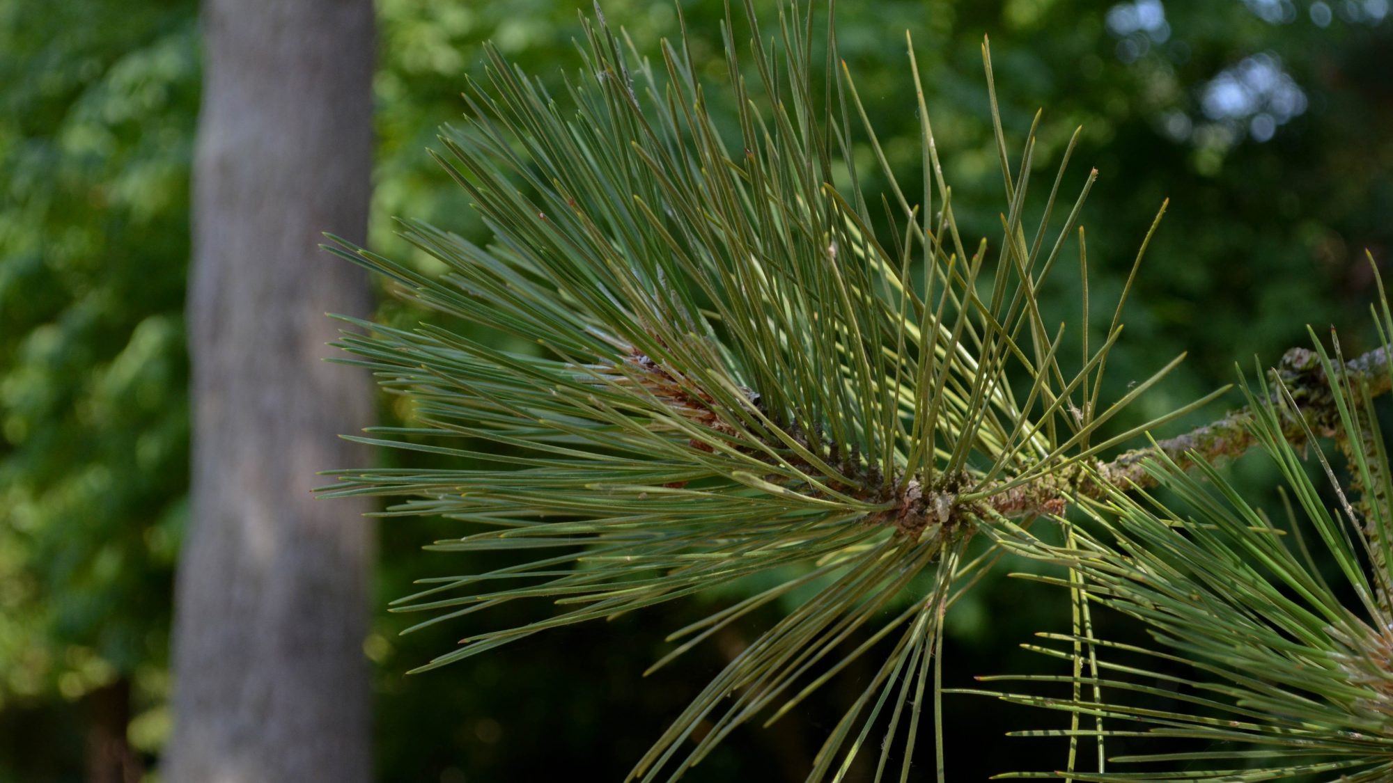 Spikey green pine needles.