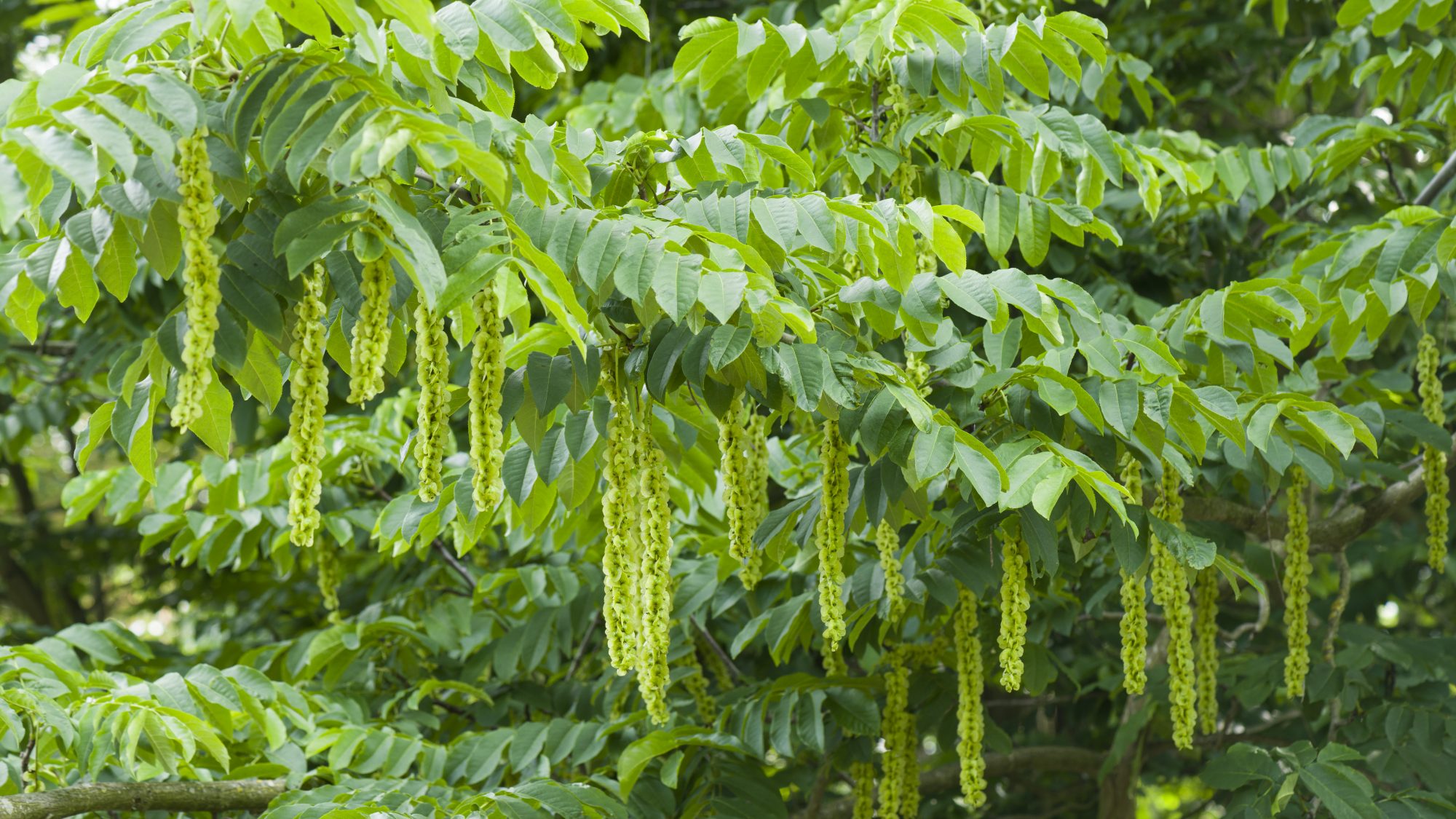 Seed heads developing of the caucasian wingnut.