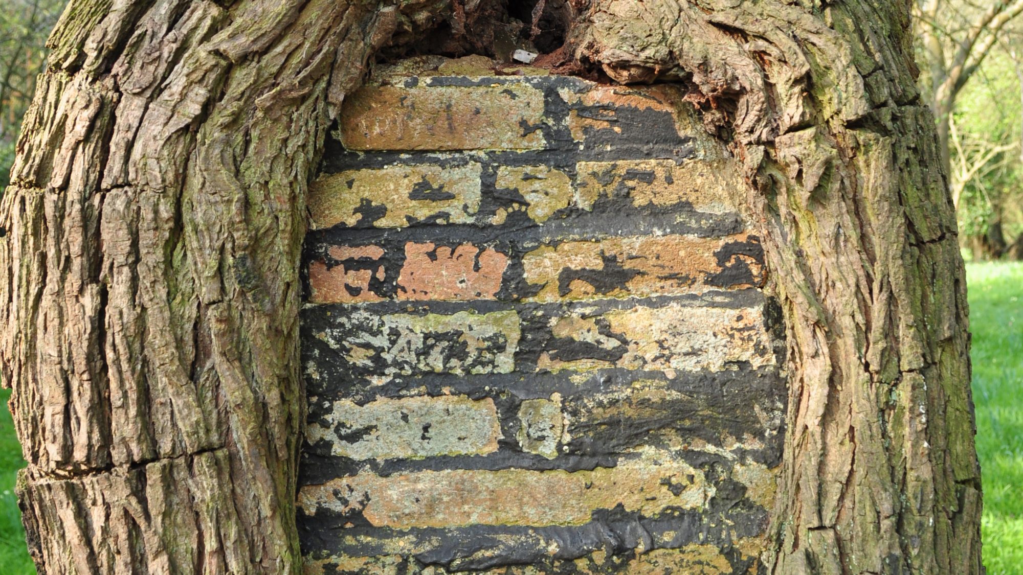 A wall of bricks inside the trunk of a pear tree.