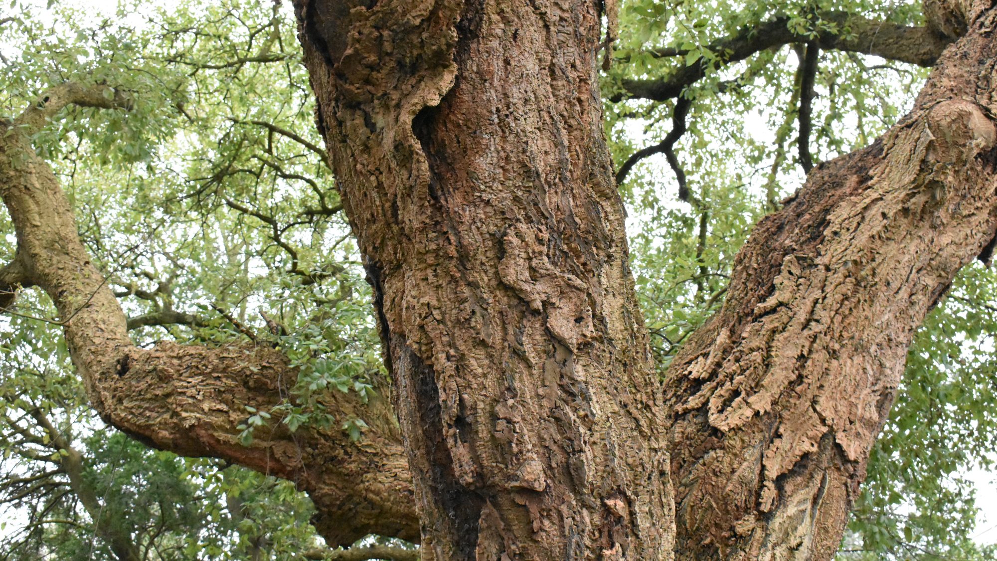 Quercus suber