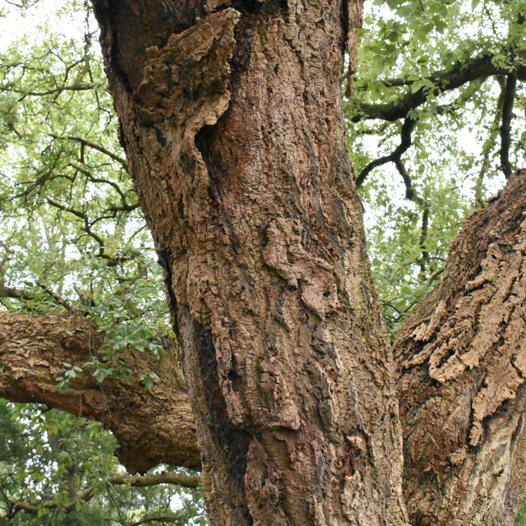 Quercus suber