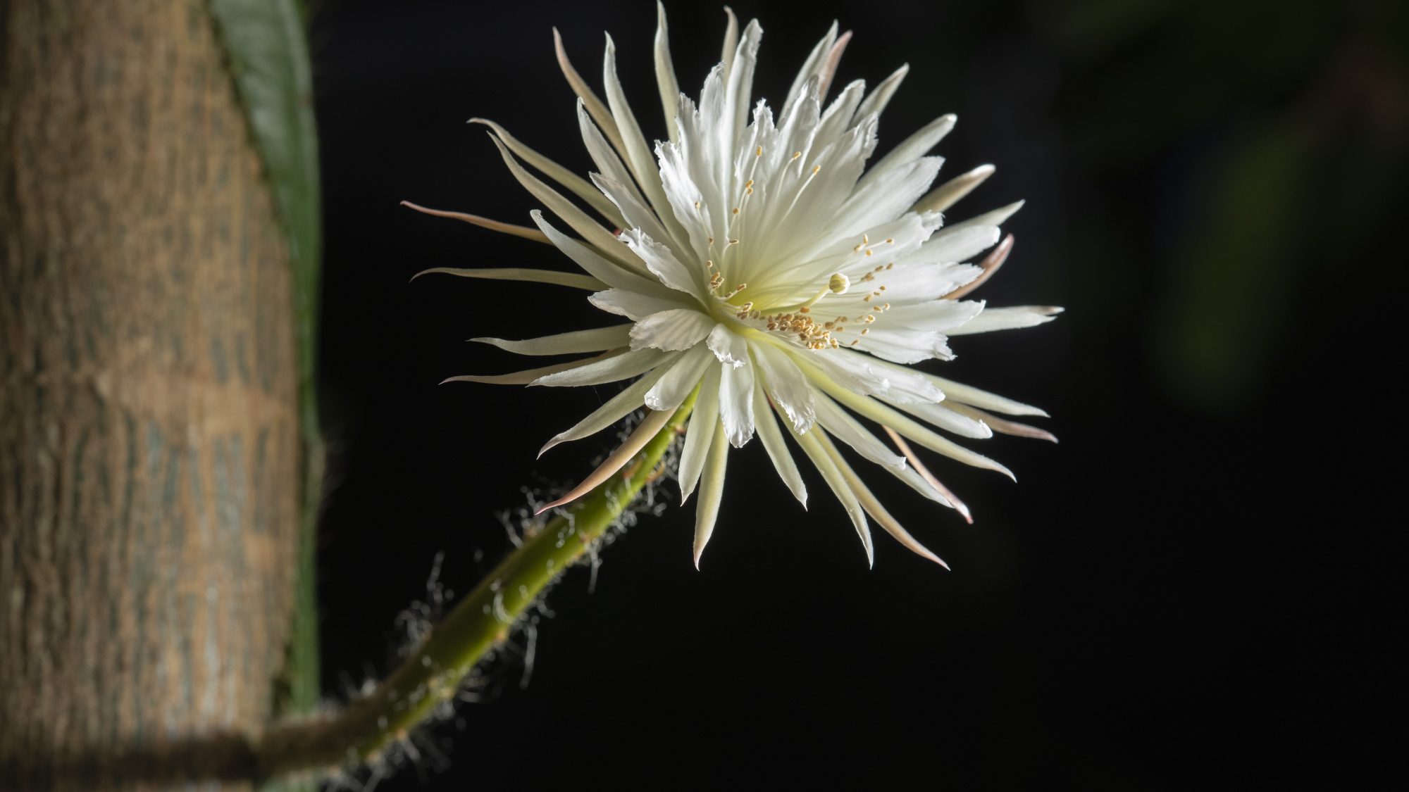 A white flower stands out against a black background. It is growing form a flat cactus wrapped around a tropical tree trunk.