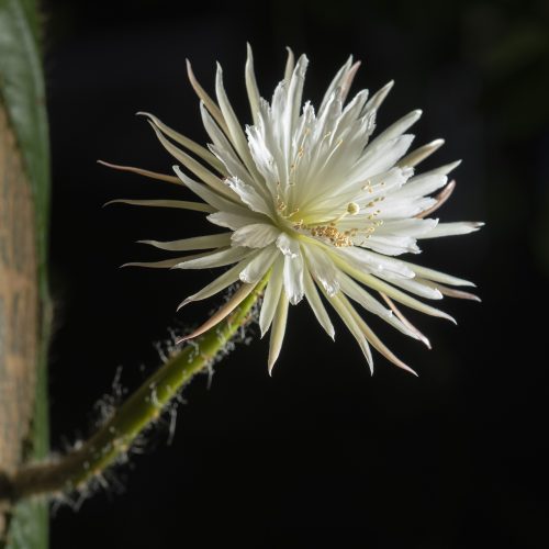 Our Moonflower 'lunation'