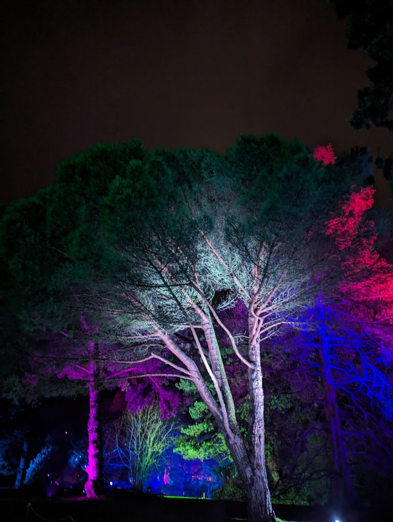 Bright white and pink lights are directed up onto a canopy of tall trees.