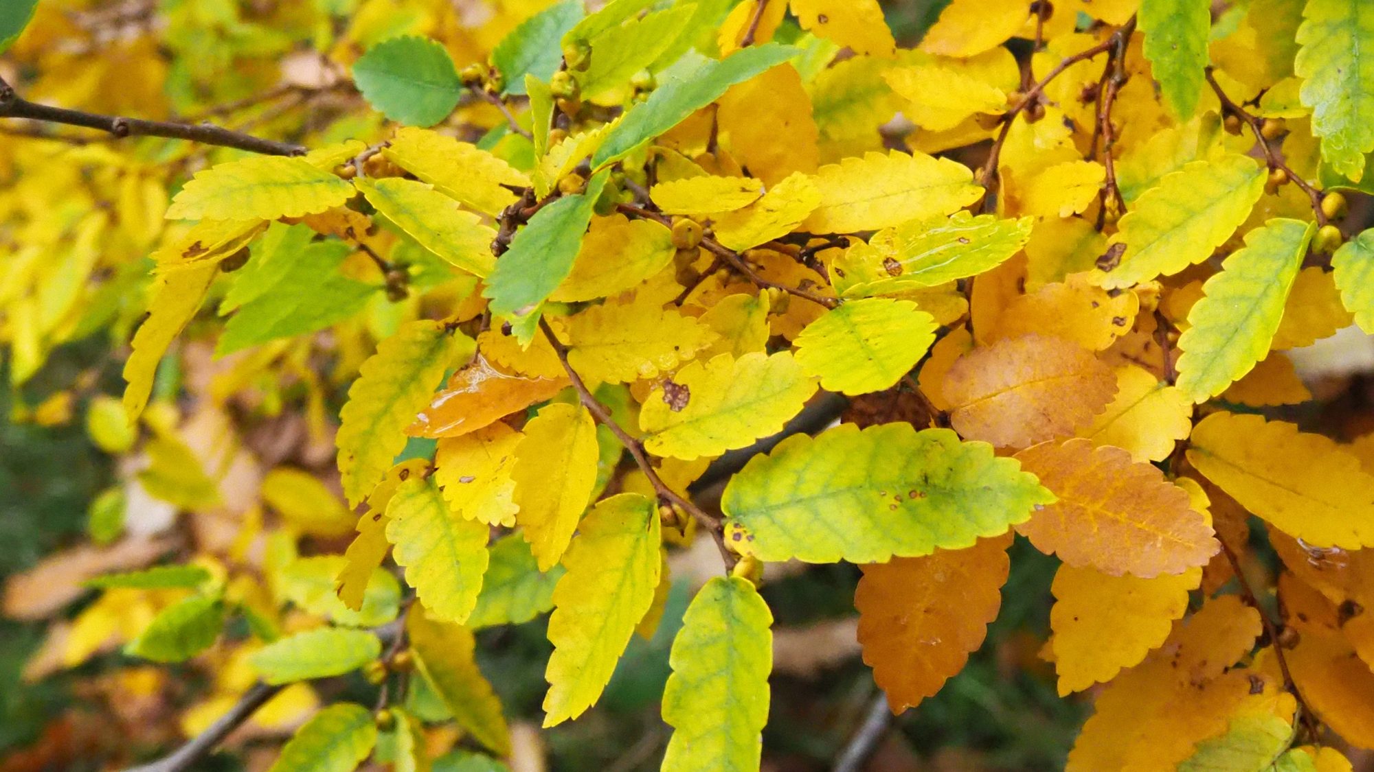 The yellow autumn leaves of the Caucasian elm.