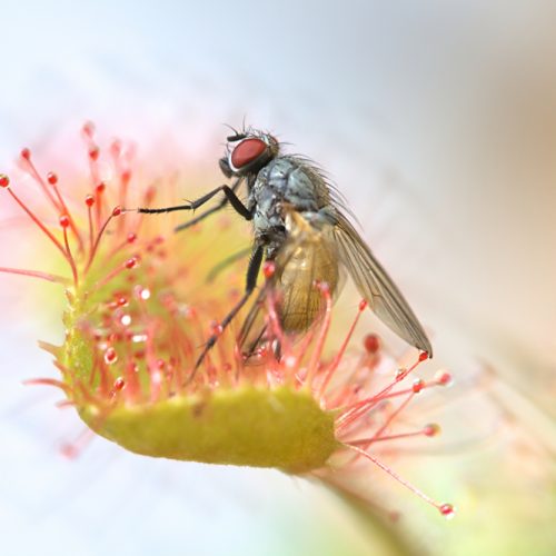 The Weird World of Carnivorous Plants