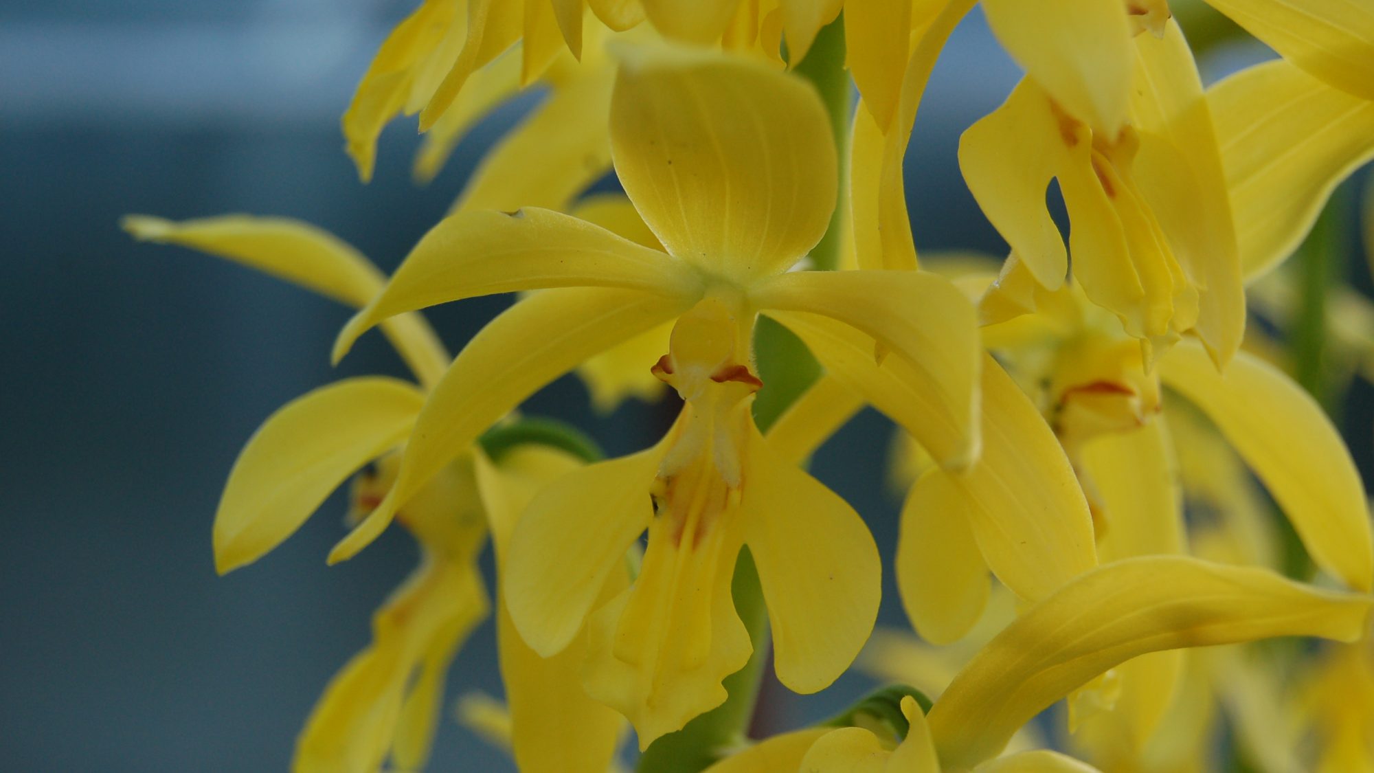 Racemes of yellow orchid flowers.