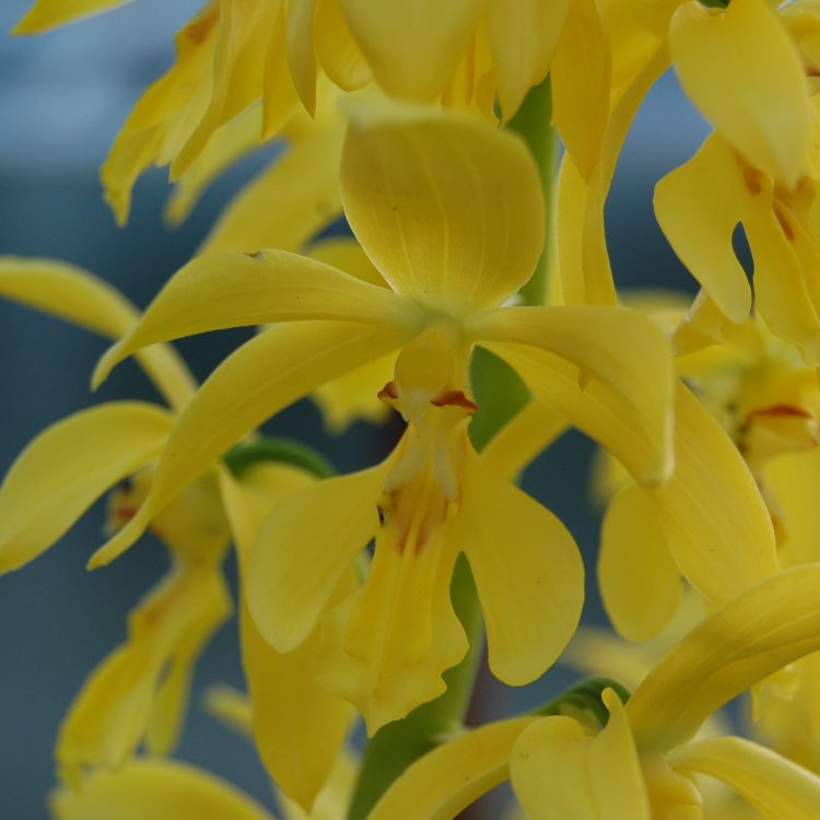 Calanthe striata