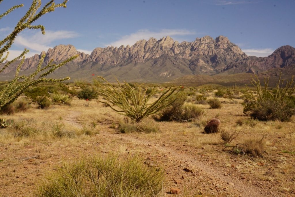 A rocky mountain range sits behind a desert landscape, with some ocotillo pants and smaller barrel cacti in the foreground