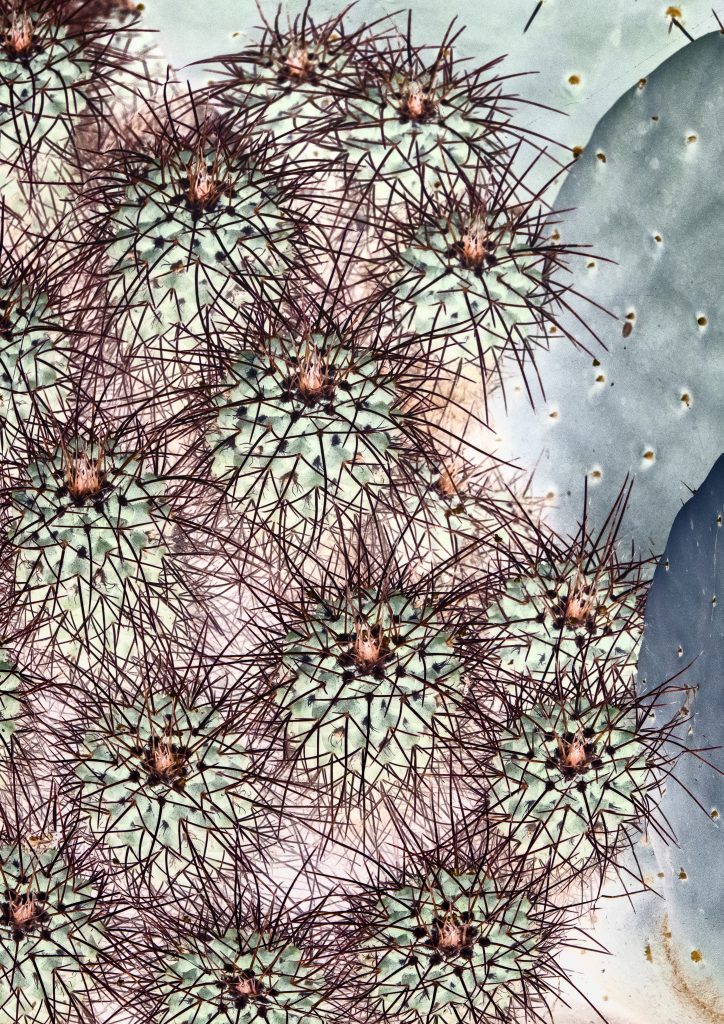 A view from above of small circular cacti, overexposed to remove most of their colour.
