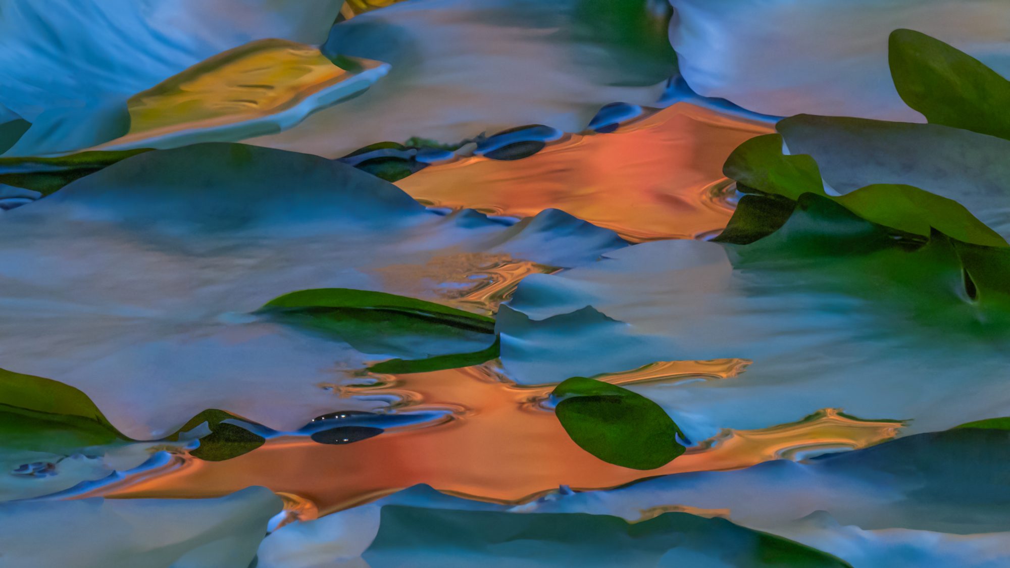 Lily pads floating on a lake reflecting soft blues and oranges.