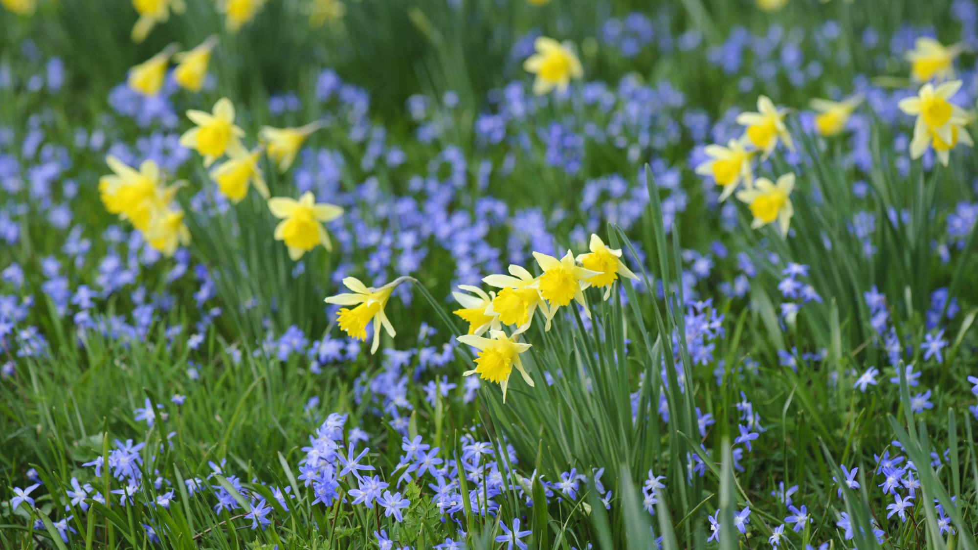 Narcissus pseudonarcissus and Scilla siberica