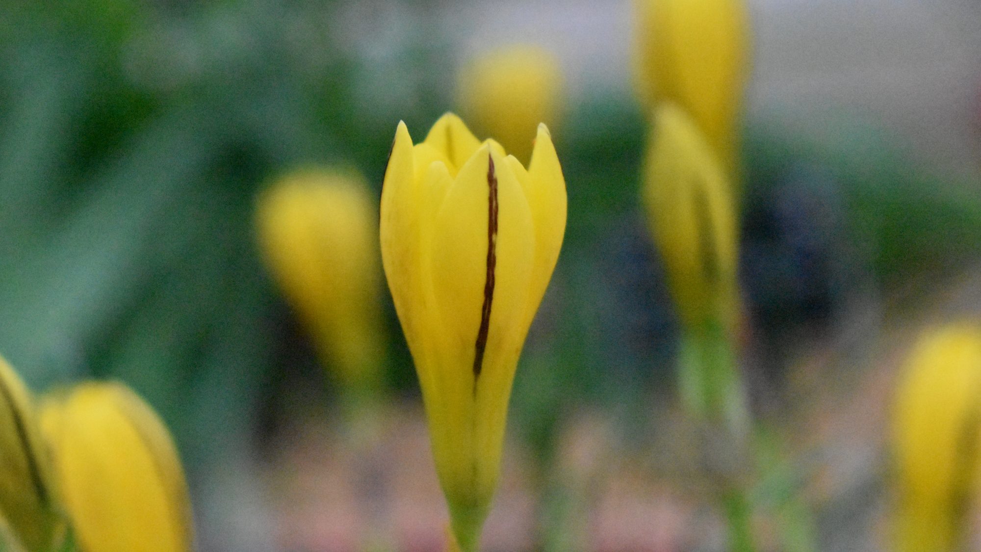 Nothoscordum dialystemon