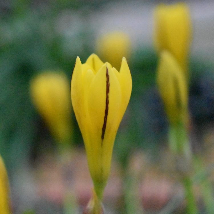 Nothoscordum dialystemon