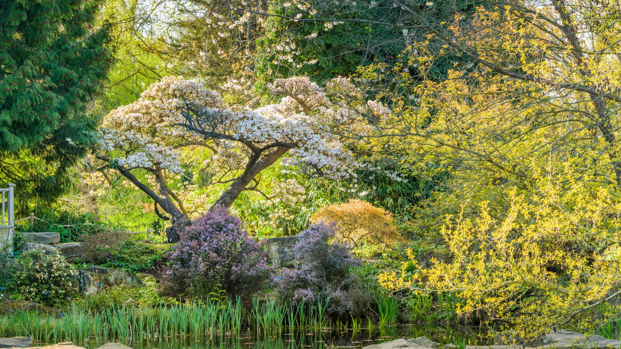 A lake with blossoming trees above it, stepping stones across and greenery all around.