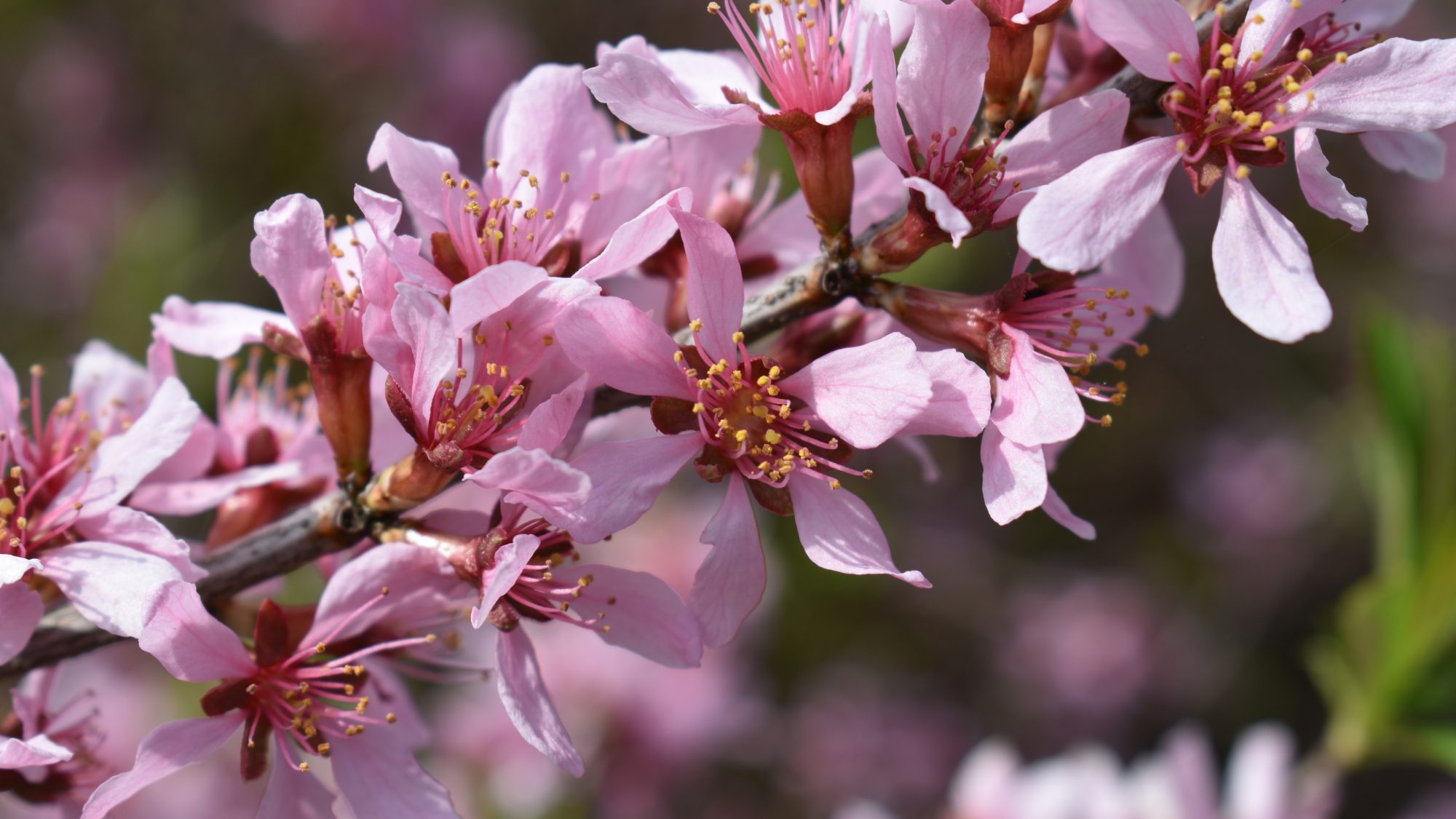 Prunus tenella