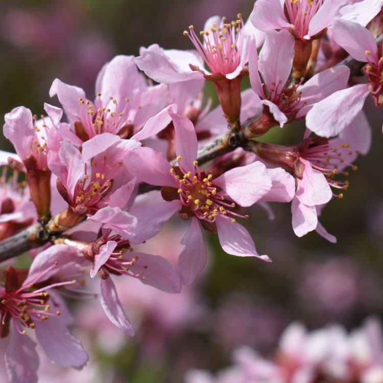 Prunus tenella