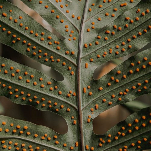 The International Garden Photographer of the Year (IGPOTY) outdoor exhibition returns to the Garden in 2024