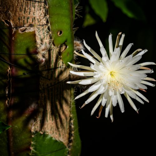 Multiple moonflower blooming and what happened next!